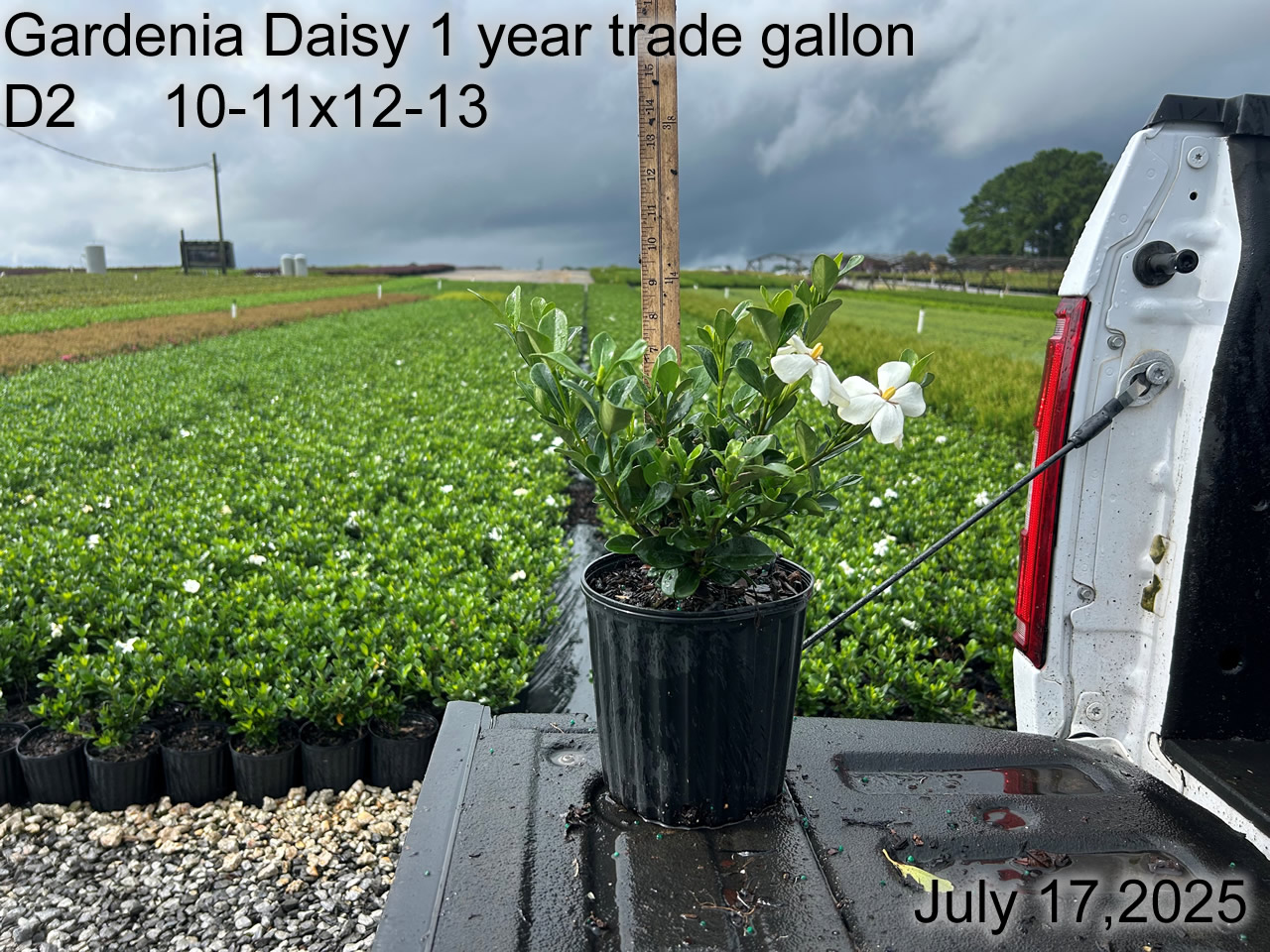 gallery/gdai1yt d2 july25.jpg